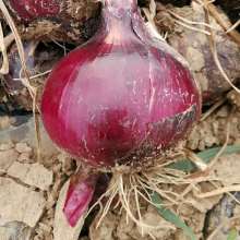 莱芜振兴农副产品加工厂 深耕大蒜、土豆、洋葱产业，拓展食品互联网销售新蓝海