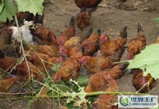 柴鸡与柴鸡苗 优质农副产品厂家直销，互联网销售新渠道