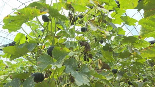 政府搭台，农户自救 泉港农副产品搭上电商快车道