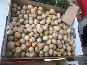 云南汽锅鸡今日热销告捷，霍山公园优质农副产品展销明日再续一天